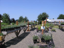 Potted Plants