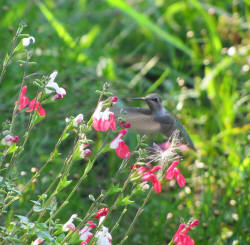 Humming Bird eating