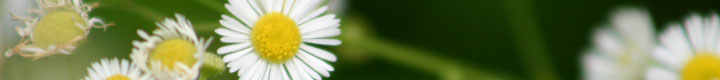 Store Flower